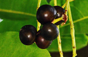 Gorilla Cherry (Prunus Africana)