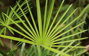 Saw Palmetto Extract