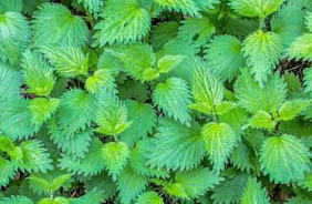 Stinging Nettle Extract