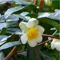 camellia